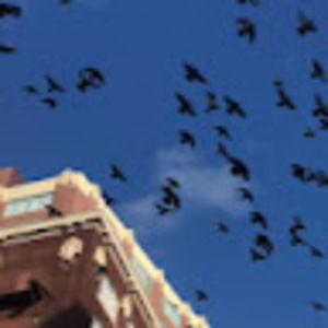 Meet your Posher, Julie